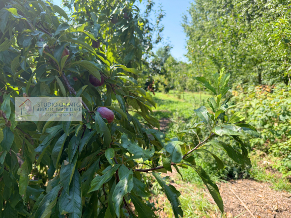 043__bifamiliare-giardino-bosco-frutteto-laghetto__44_wmk_0