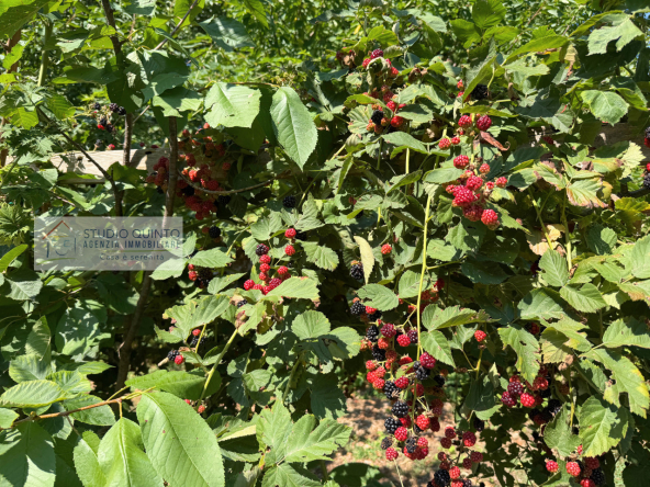 001__frutteto-biologico-irriguo-naturale-frutto-laghetto__2_wmk_0