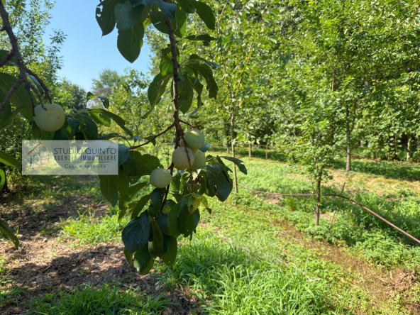 003__frutteto-biologico-irriguo-naturale-frutto-laghetto__4_wmk_0