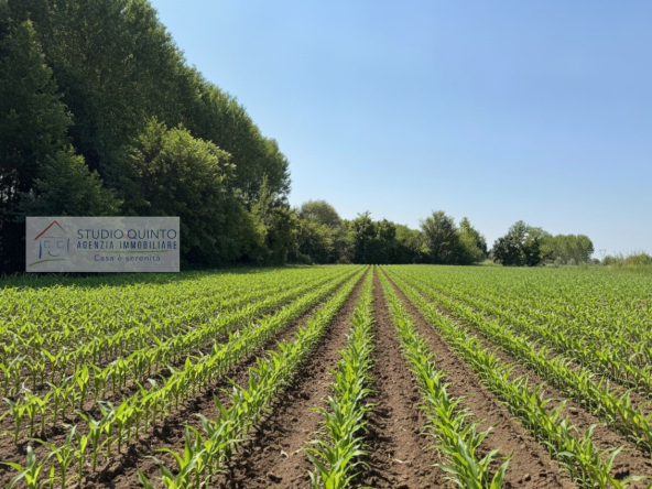 003__terreno-campagna-coltivazione-zerobranco__4_wmk_0