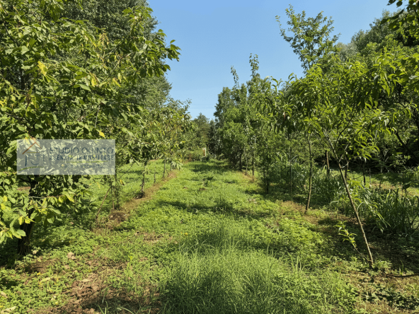 005__frutteto-biologico-naturale-irriguo-frutto-laghetto__6_wmk_0