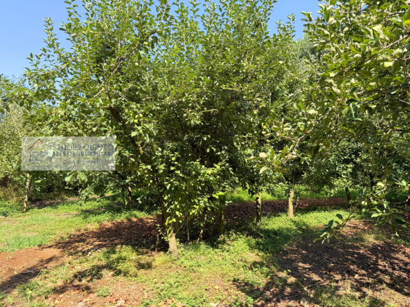 007__frutteto-biologico-naturale-irriguo-frutto-laghetto__9_wmk_0